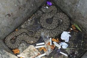Проткнули крючком и кинули в мусорку: в Новороссийске ради змеи вызвали спасателей