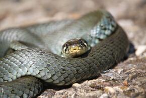 Укусила гадюка: специалисты рассказали, как вести себя при встрече со змеей