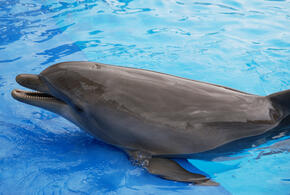 Что можно и нельзя делать, если вы увидели дельфина на берегу, рассказали эксперты