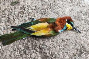 На Кубани будут судить пасечника, замучившего до смерти более 30 редких птиц