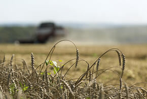 На Кубани сельхозпредприятие захватило 18 гектаров земли и засеяло ее пшеницей