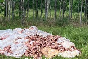 Страшная вонь и мухи: неизвестные вывалили мясные отходы прямо в чистом поле под Краснодаром