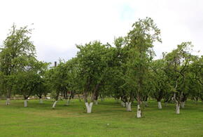 Урожай яблок на Кубани сократился на 10 процентов из-за весенних заморозков