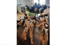 Ужас что творится: 50 кошек поселила в однокомнатной квартире жительница Гидростроя в Краснодаре