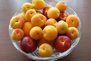 Вред и польза абрикосов, нутрициологи рассказали кому можно, а кому нельзя есть этот плод