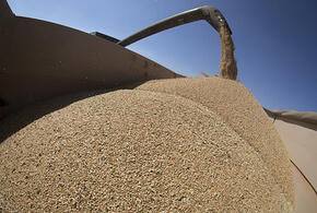 Засуха на юге: ждать ли повышения цен на зерно