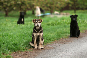 Беспредел: жительница Краснодара рассказала о нападении стаи бродячих собак средь бела дня