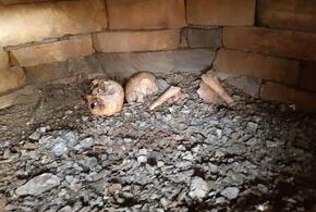 Черепа и кости: в Сочи продолжается стройка на гробницах бронзового века