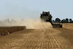 Даешь рекорд: на Кубани собрали 110 центнеров пшеницы с гектара