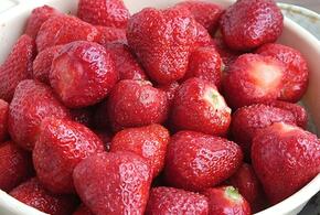 Диетологи составили ТОП-5 самых полезных ягод, которые растут на Кубани