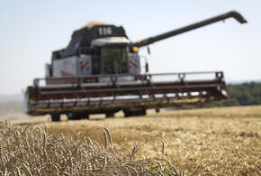 Хлеборобы Краснодарского края, несмотря на засуху, собрали больше урожая, чем в прошлом году