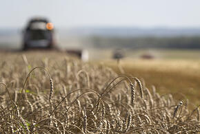 Миллион гектаров зерновых убрали на Кубани