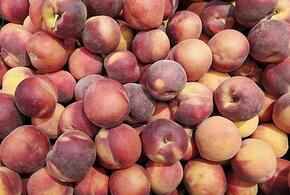 Персики входят в уникальный генофонд косточковых культур, которые будут сохранены для дальнейших исследований