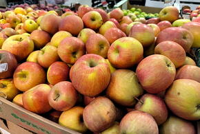 На Кубани раньше обычного срока завершается уборка яблок ранних сортов