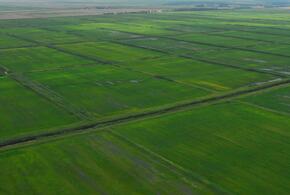 Новые сорта риса выводят селекционеры в Красноармейском районе Кубани 