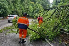 Повалены деревья, затоплены улицы: непогода обрушилась на Сочи