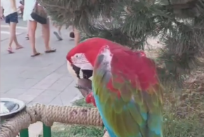 В Анапе оголодавший попугай укусил туриста при фотосессии