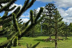 В парке Галицкого в Краснодаре растет дерево, которое может прожить две тысячи лет