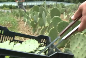 В Сочи фермеры вырастили целый гектар кактусов